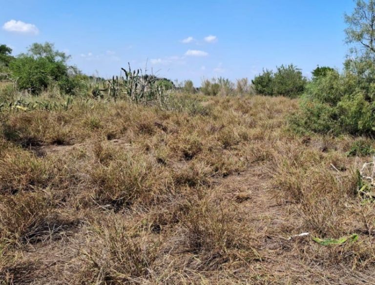 Colectivo Amor por los Desaparecidos en Tamaulipas 