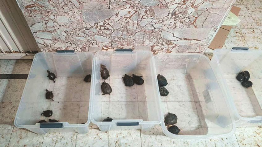 FGR: Caen tres personas en Jalisco por tráfico millonario de especies protegidas (FOTOS)