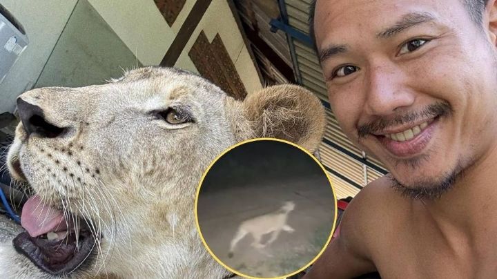 (VIDEO) Leona de un influencer se escapa y ataca a dos personas; hay un niño herido