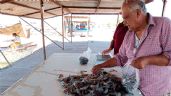 Foto ilustrativa de la nota titulada: Temporada camaronera en Guaymas y Empalme se tornó incosteable por bajos precios