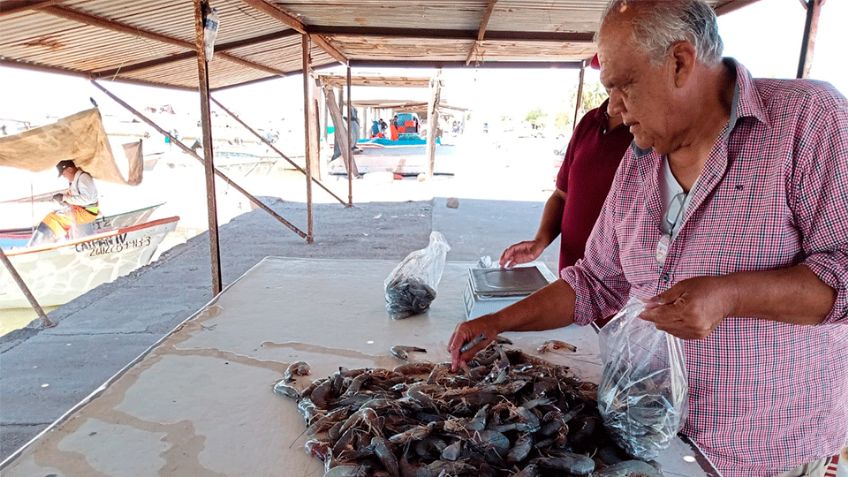 Temporada camaronera en Guaymas y Empalme se tornó incosteable por bajos precios