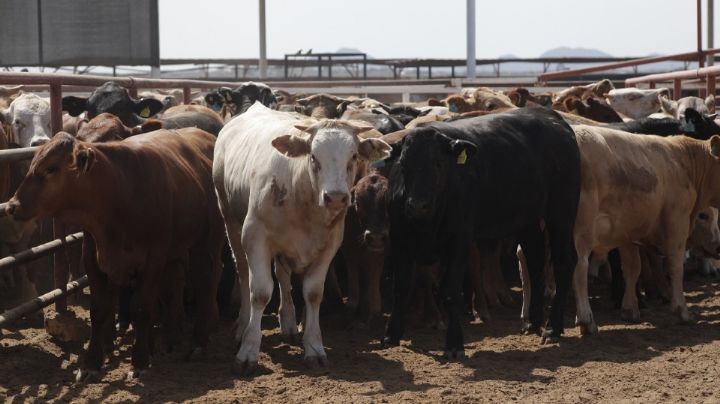 Gobierno de Texas solicita la reapertura de frontera para ganado mexicano tras crisis por gusano barrenador