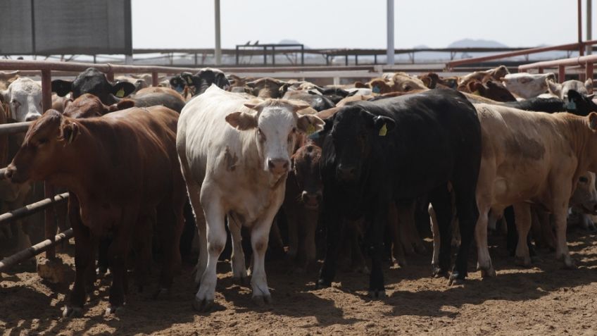 Gobierno de Texas solicita la reapertura de frontera para ganado mexicano tras crisis por gusano barrenador