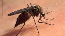 Foto que representa a Casos de dengue van a la baja en Sonora; suman cinco defunciones en la temporada