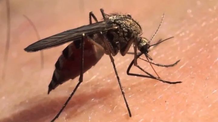 Sonora supera los dos mil casos de dengue; hasta el momento no se registran defunciones, reitera Salud