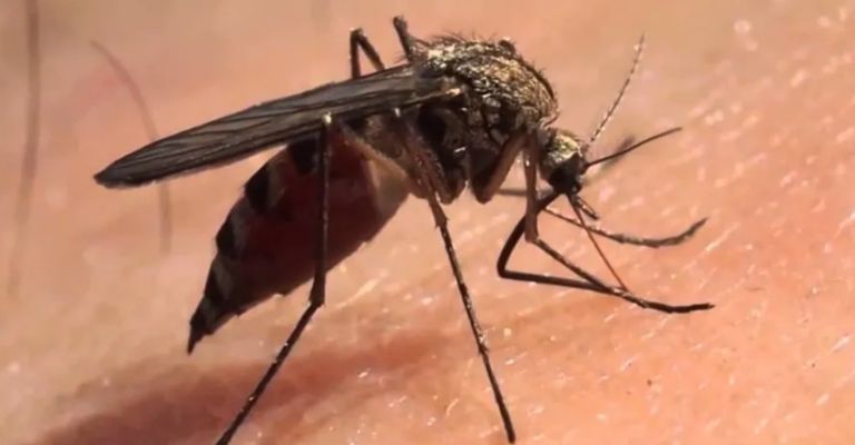 Desde Salud Municipal refuerzan prevención de dengue en Ciudad Obregón