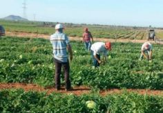 Foto ilustrativa de nota Jornaleros 'mueven' la economía en Empalme durante el auge de la temporada agrícola