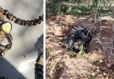 Foto ilustrativa de nota Encuentran cuerpo de hombre en carretera de Hermosillo; estaba embolsado y enterrado en fosa