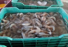 Foto ilustrativa de nota En Guaymas y Empalme, ribereños reportan caídas en captura, aunque el camarón grande sostiene el ingreso