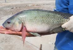 Foto ilustrativa de nota Sagarhpa impulsa la Feria Gastronómica de Tilapia 2025 para promover su consumo