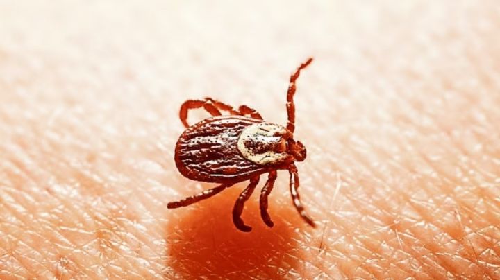 Sur de Sonora: Rickettsia da tregua en la región del Mayo con un caso reciente