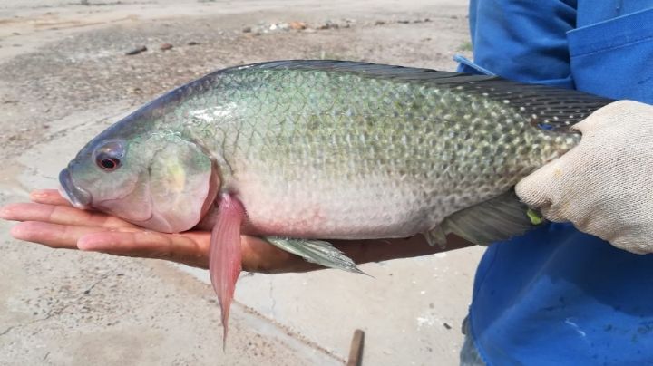Sagarhpa impulsa la Feria Gastronómica de Tilapia 2025 para promover su consumo