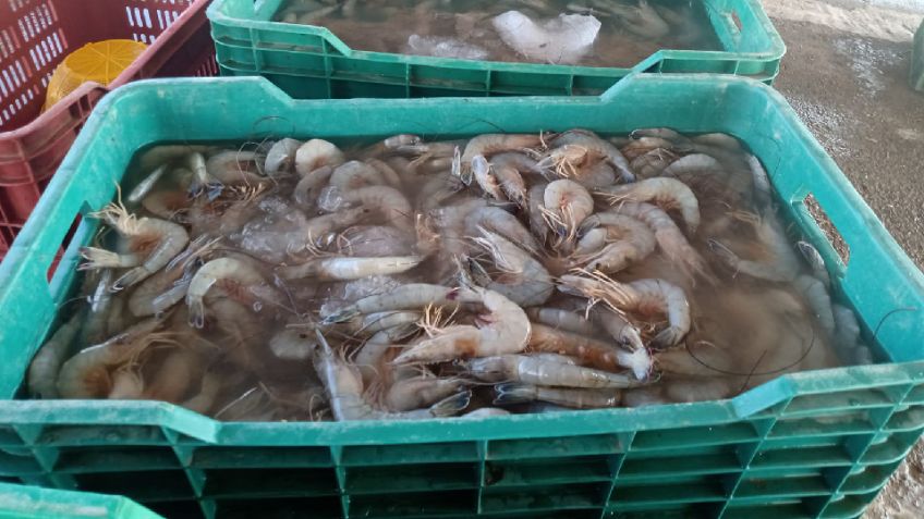 En Guaymas y Empalme, ribereños reportan caídas en captura, aunque el camarón grande sostiene el ingreso