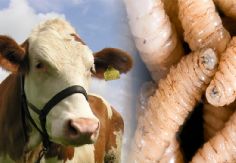 Foto ilustrativa de nota Un año de la aparición del brote de gusano barrenador en México; invierten 2 mil mdp en moscas estériles