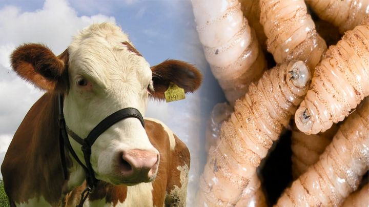 Un año de la aparición del brote de gusano barrenador en México; invierten 2 mil mdp en moscas estériles