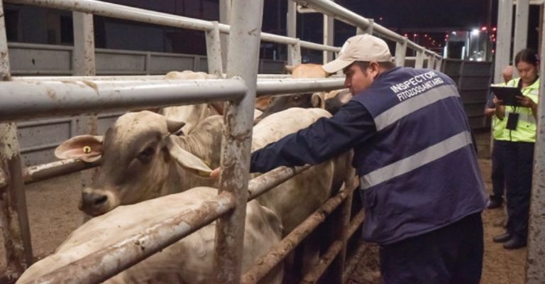 Gusano barrenador, el peor golpe a ganaderos en más de 41 años