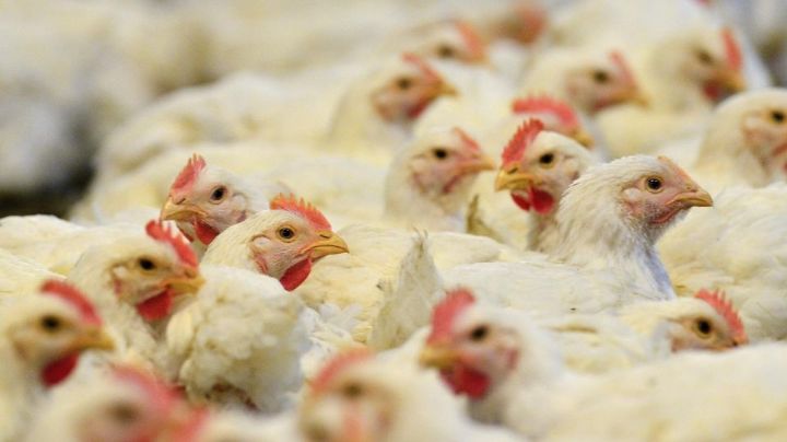 Estados Unidos registra la primera muerte humana por la cepa H5N5 de gripe aviar
