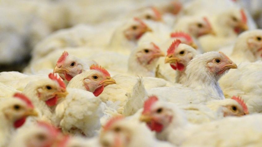 Estados Unidos registra la primera muerte humana por la cepa H5N5 de gripe aviar