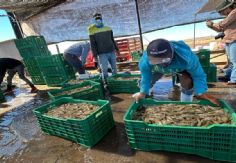 Foto ilustrativa de nota Camarón producido en Sonora mantiene liderazgo a nivel mundial por su calidad: Cosaes