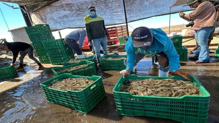 Camarón producido en Sonora mantiene liderazgo a nivel mundial por su calidad: Cosaes