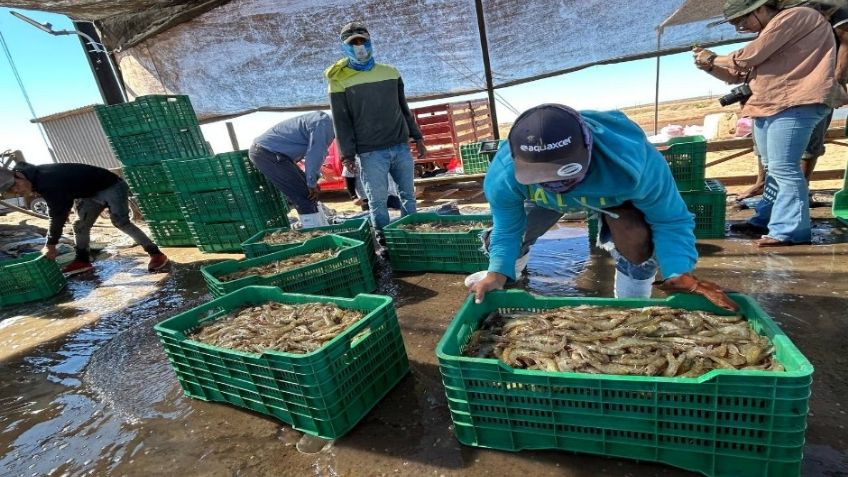 Camarón producido en Sonora mantiene liderazgo a nivel mundial por su calidad: Cosaes