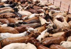 Foto ilustrativa de nota Sonora se mantiene libre de gusano barrenador, confirma Sader; se han realizado más de 790 mil inspecciones