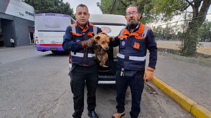 VIDEO: 'Perrito' causa caos en la Línea 2 del Metro y moviliza a las autoridades de CDMX