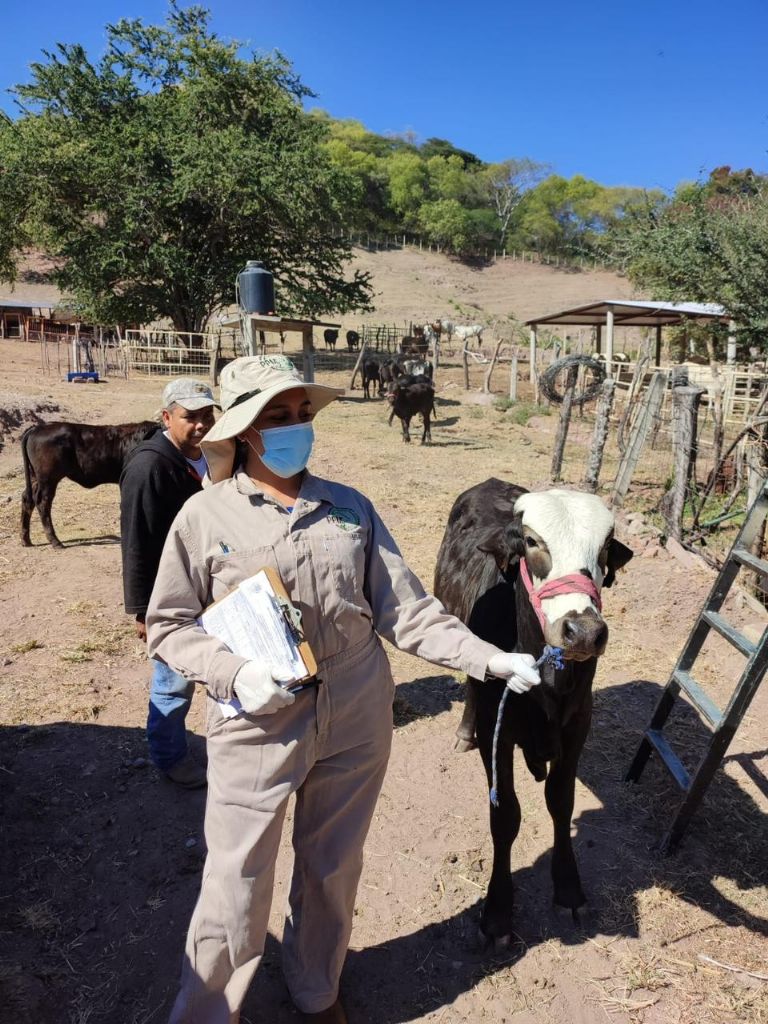 Sonora se mantiene libre de gusano barrenador, confirma Sader; se han realizado más de 785 mil inspecciones
