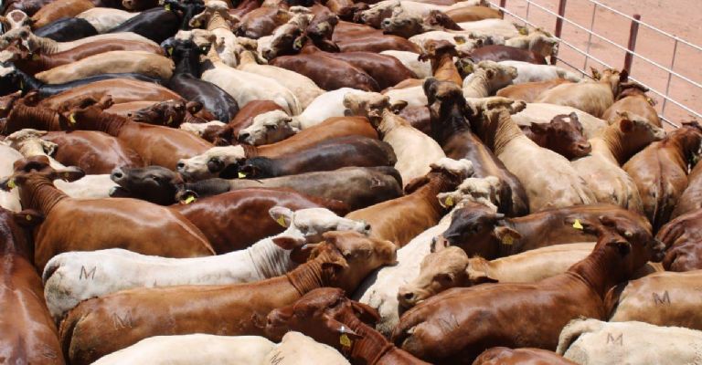 Sonora se mantiene libre de gusano barrenador, confirma Sader; se han realizado más de 785 mil inspecciones