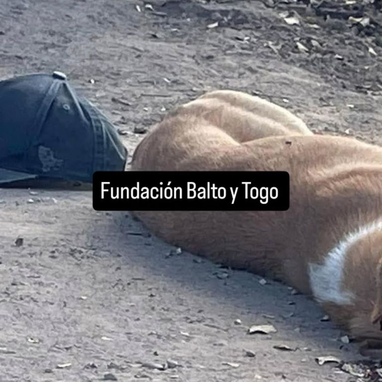 Perrito fue asesinado 