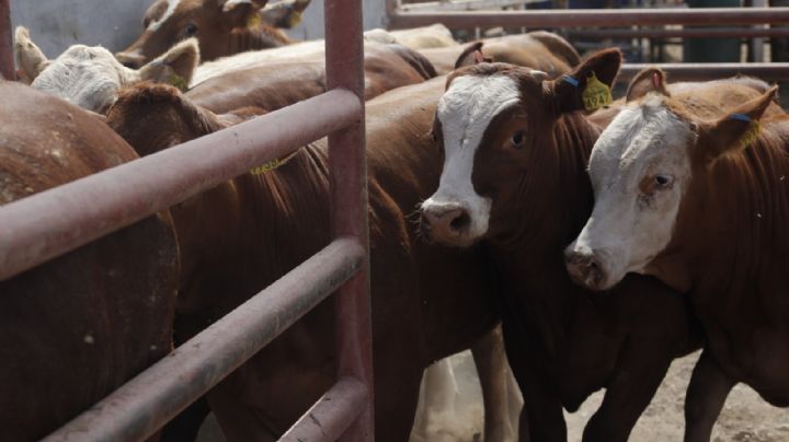 Estados Unidos y México revisan avances contra gusano barrenador