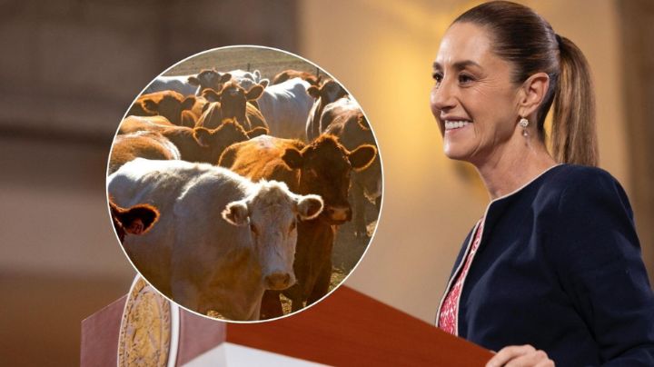 Aún sin fecha para abrir exportación de ganado a EU, "pero hay voluntad", dice Sheinbaum