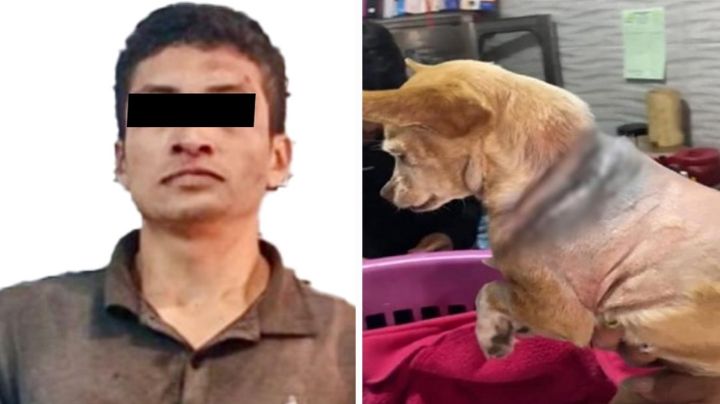 VIDEO: Cae sujeto que atacó a perrita con machete en Edomex; el animal logró sobrevivir