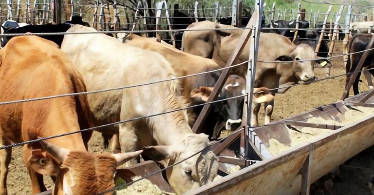 Inspectores de Estados Unidos visitan Sonora para evaluar condiciones sanitarias para exportación de ganado