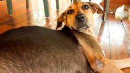 Foto que representa a Indignación en Tlaxcala: Queman viva a perrita embarazada bajo un puente; PROPAET denuncia ante la FGR