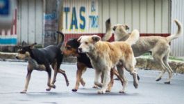 Foto que representa a Niño de 12 años sufre brutal ataque de jauría de perros en Nogales; su vida está en riesgo