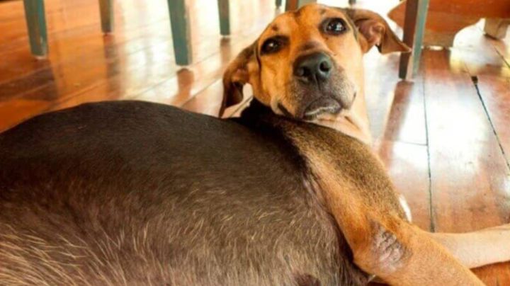 Indignación en Tlaxcala: Queman viva a perrita embarazada bajo un puente; PROPAET denuncia ante la FGR