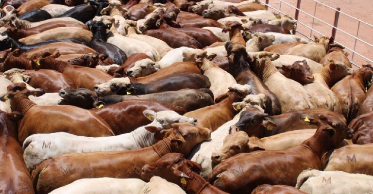 Impulsa Sader en Sonora fortalecimiento del sector ganadero, pesquero y agrícola