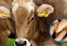 Foto ilustrativa de nota México activa EMERGENCIA SANITARIA NACIONAL por gusano barrenador; gobierno acelera este plan