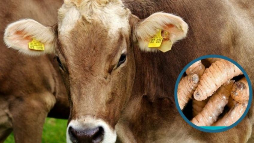 México activa EMERGENCIA SANITARIA NACIONAL por gusano barrenador; gobierno acelera este plan