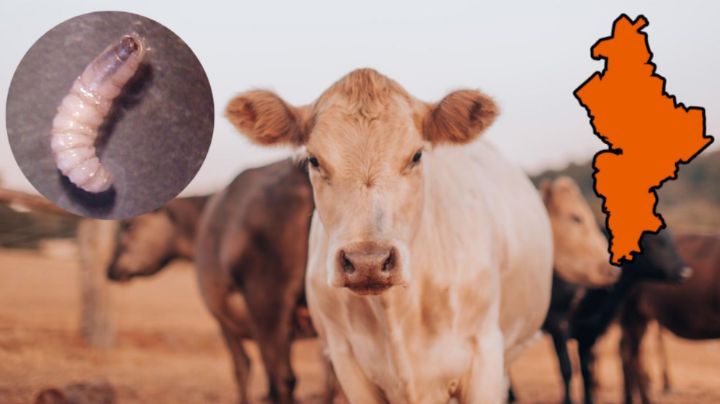 México detecta NUEVO caso de gusano barrenador en Montemorelos, Nuevo León