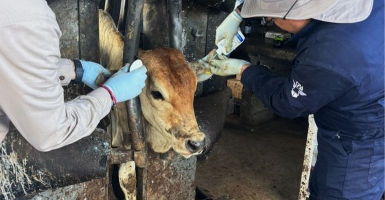 Personal médico veterinario revisaron a la hembra bovina 
