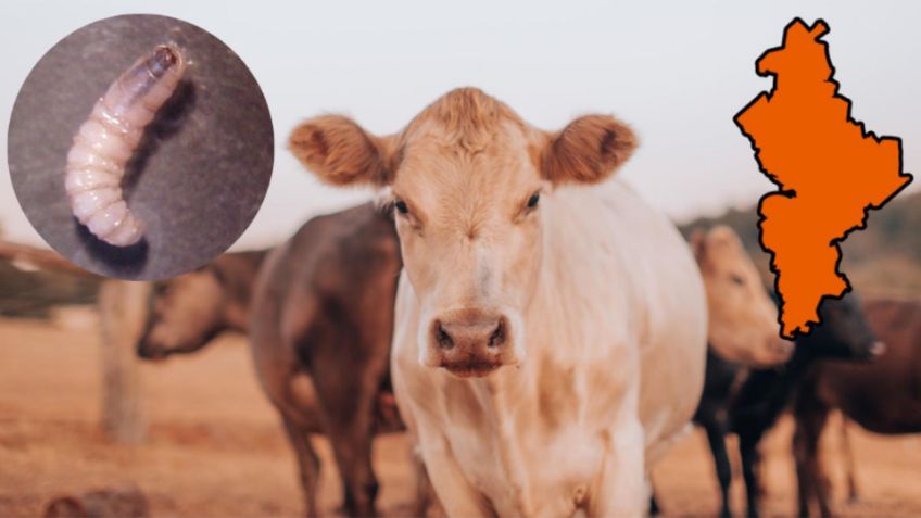 México detecta NUEVO caso de gusano barrenador en Montemorelos, Nuevo León