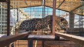 Foto ilustrativa de la nota titulada: Profepa y FGR irrumpen en casa de Baja California: FOTOS muestran jaguar, león y fauna exótica asegurada