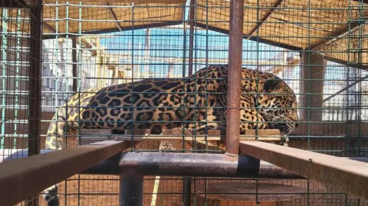 Profepa y FGR irrumpen en casa de Baja California: FOTOS muestran jaguar, león y fauna exótica asegurada