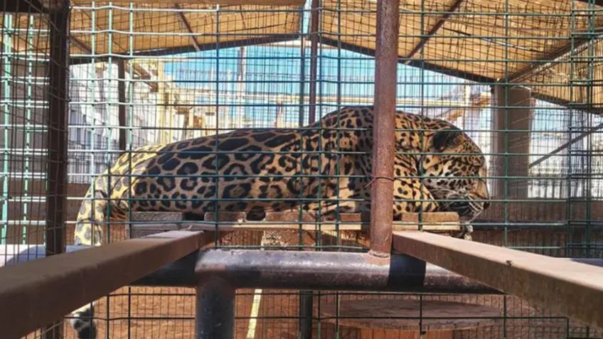 Profepa y FGR irrumpen en casa de Baja California: FOTOS muestran jaguar, león y fauna exótica asegurada