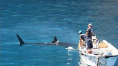 Alertan en Sonora a pescadores por creciente riesgo de tiburones en temporada de frío