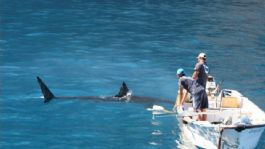 Foto que representa a Alertan en Sonora a pescadores por creciente riesgo de tiburones en temporada de frío