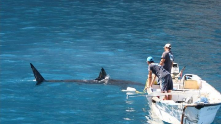 Alertan en Sonora a pescadores por creciente riesgo de tiburones en temporada de frío