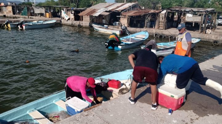 Pescadores de Guaymas ven mala temporada camaronera; "no hay producto", afirman